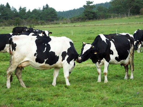 Vaches Prim'Holstein