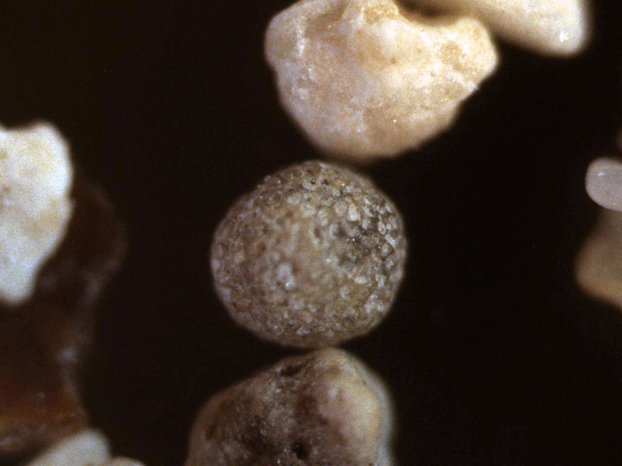 praeorbulina sp. foraminifera