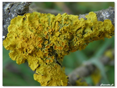 Xanthoria parietina  