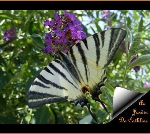 Les papillons de mon jardin   "flambé" 