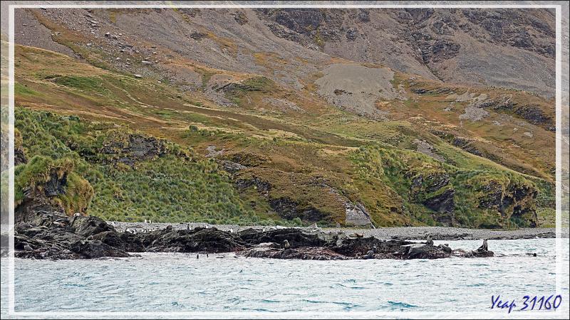 Nous allons enfin pouvoir marcher sans "tanguer", les Manchots royaux et les Otaries à fourrure antarctique, ou Otaries de Kerguelen, nous accueillent - Whistle Cove - Fortuna Bay - Géorgie du Sud