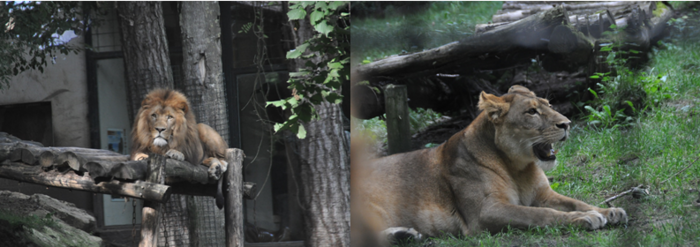 Ma journée au Zoo de Beauval