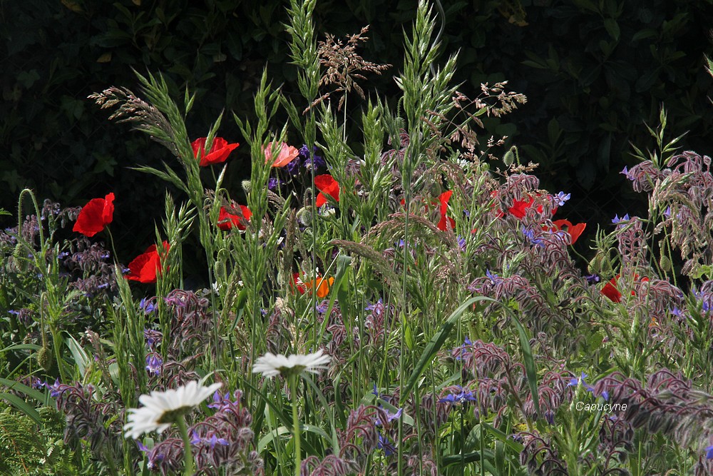 Mon jardin de mai coomme je l'aime !