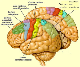 http://lancien.cowblog.fr/images/Cerveau1/cortexmoteurannotecopie.jpg