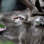 Cerf abattu dans l'Oise : le chasseur sanctionné