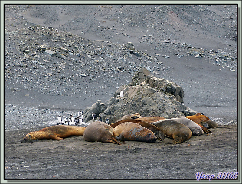 Photos des placides mais grognons Eléphants de mer (Mirounga leonina) - Hannah Point - Livingston Island - South Shetland Islands - Péninsule Antarctique