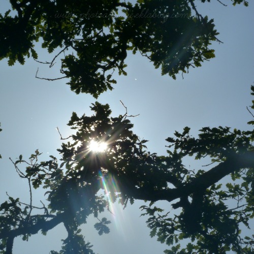 Soleil et branches de chêne...
