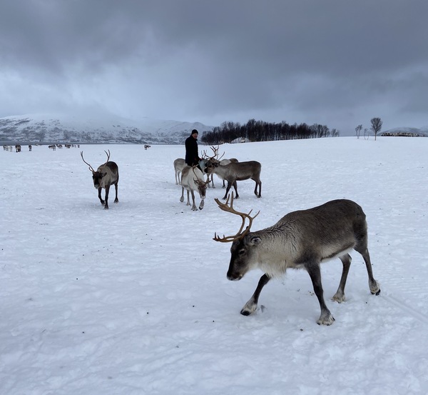 Rennes des neiges