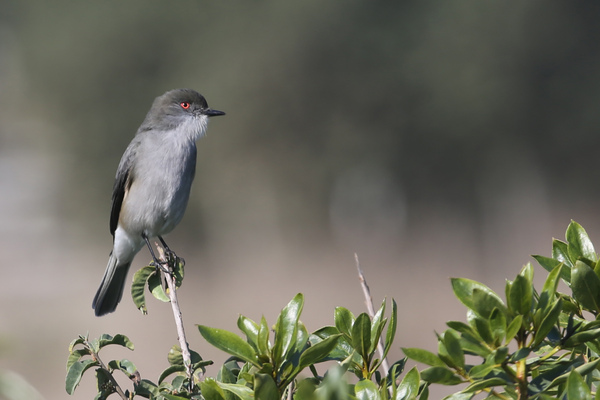 Les passereaux de la Laguna El Peral