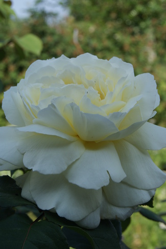 Rosier-tige à grandes fleurs blanches ' Jeanne Moreau ' de Meilland