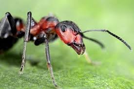 La fourmi-----camonotus herculeanus