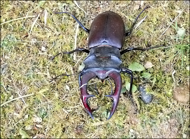 La visite de Lucanus cervus