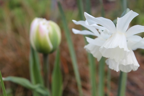 Mes tulipes préférées