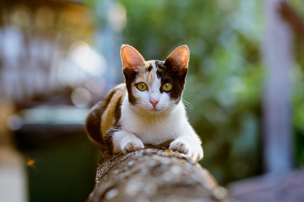 How to Keep Outdoor Cats Safe and Healthy