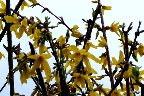 Les fleurs jaunes du forsythia