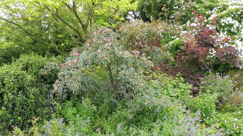 Visite du Jardin " la Maison "