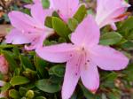 Identification par les fleurs !
