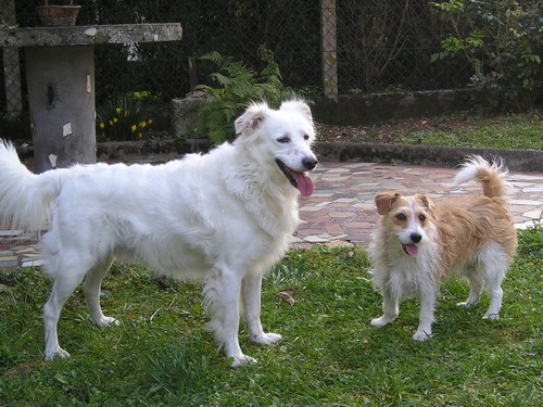 Titi et Grosminet côté chiens