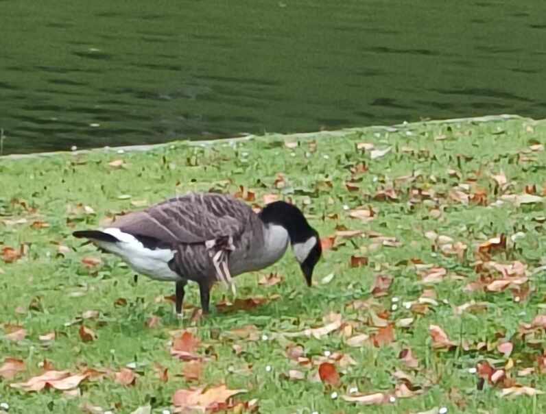 Cécile en balade au parc  de la Boverie  ( Liège )