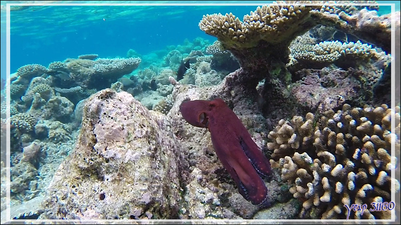 Poulpe de récif commun ou Pieuvre, Common reef octopus (Octopus cyanea)  - Snorkeling à Thudufushi - Atoll d'Ari - Maldives