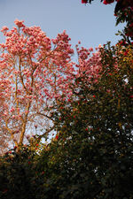 Vue parc camellia magnolia