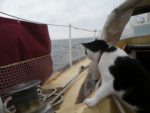 Un chat on board...