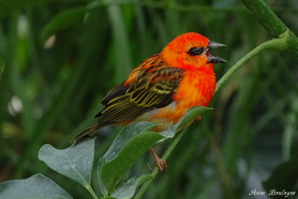 Foudgi de Madagascar