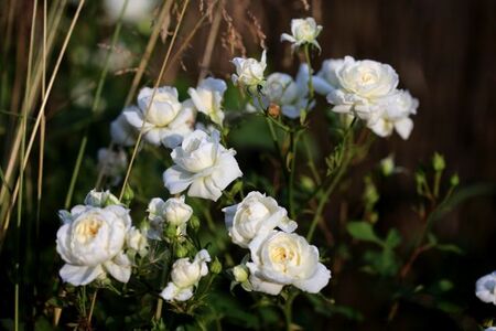 Les Roses de Warren : White Shadows