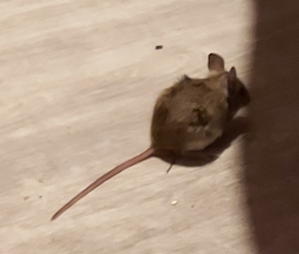 Une souris dans la maison