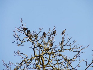 Les arbres s'expriment ...