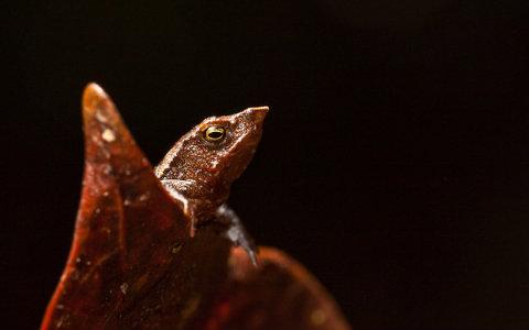 10 animaux vivants découverts en 2010 Editora Globo