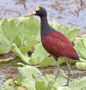 Jacana Le Plaisir Des Mots