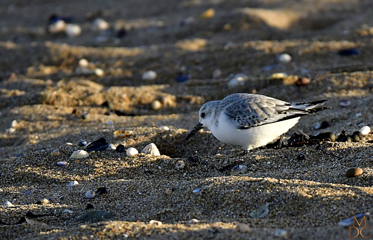 Bécasseau sanderling