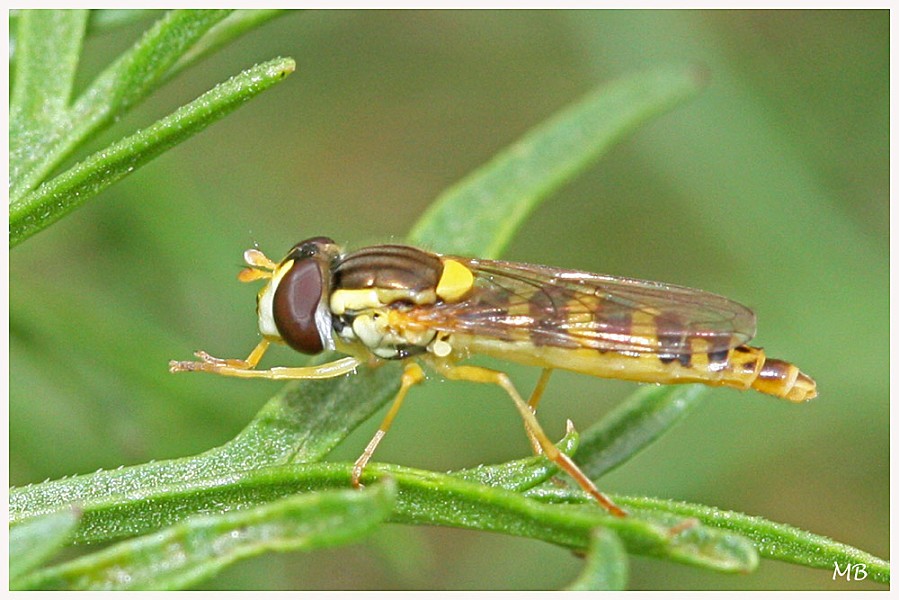 Insectes 03 5844