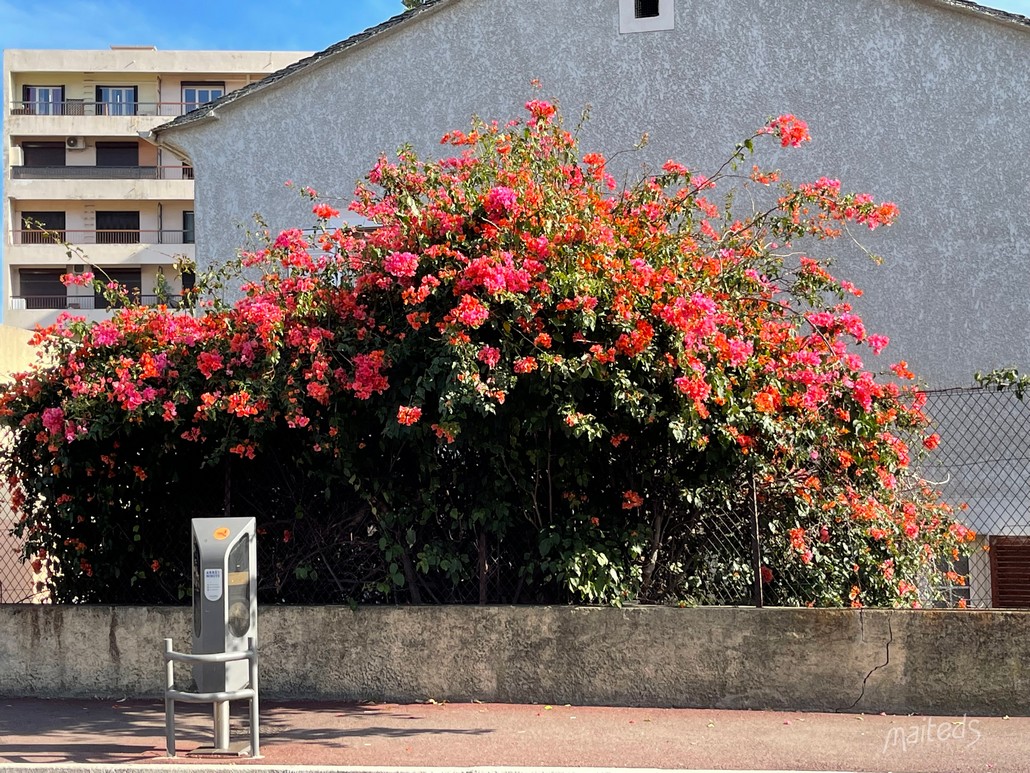 Bougainvillier - Bastia