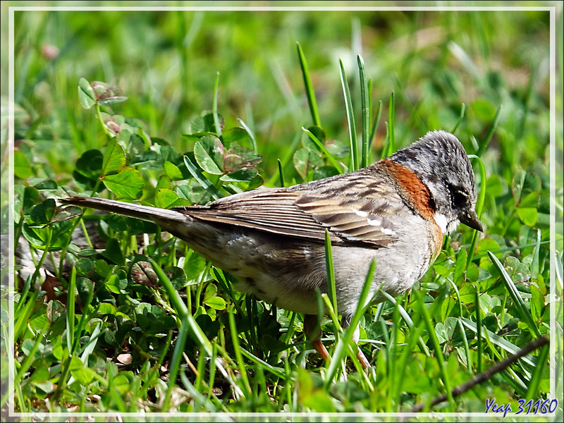 Bruant chingolo, Rufous-collared Sparrow (Zonotrichia capensis) - Terre de Feu - Argentine