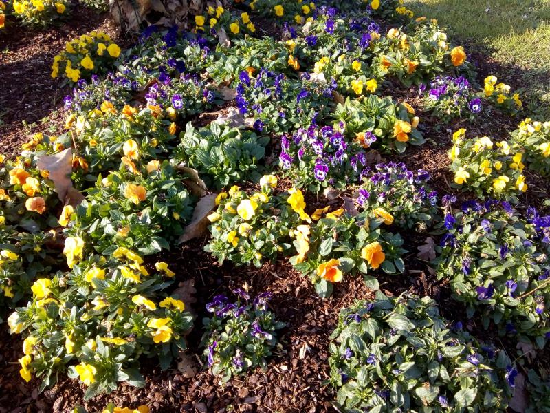 Toulenne (Gironde) ville fleurie