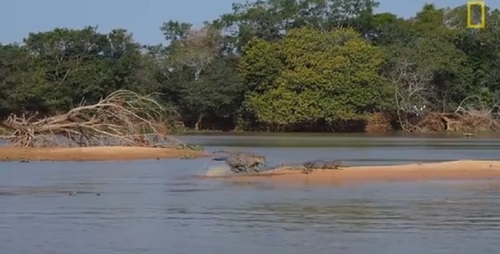 Un jaguar attaque un crocodile