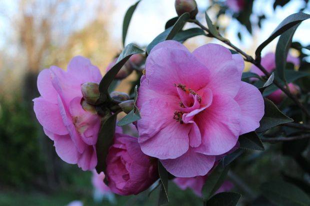 Petite balade dans mon jardin