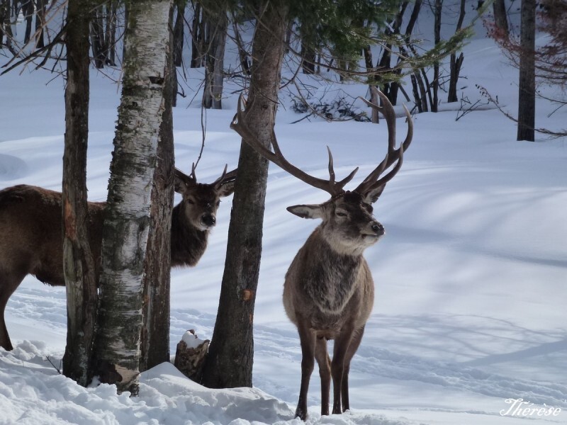 Parc Omega (30)