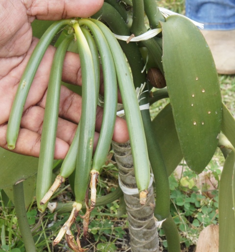 Coopérative Agricole de Vanille à Bras-Panon - 1 sujet et 1 recette