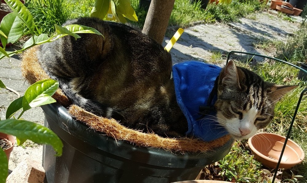 Squirel aussi, aime se prélasser au pied de mon citronnier...