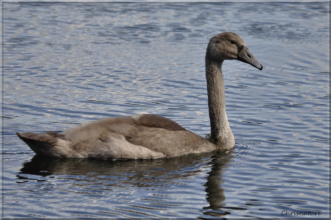 Cygne tuberculé 