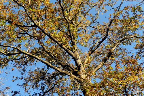 Vieille Toulouse : l'automne des arbres et des feuilles 