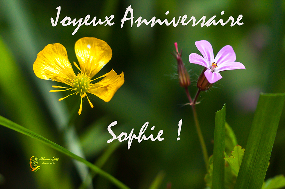 Joyeux Anniversaire Sophie !