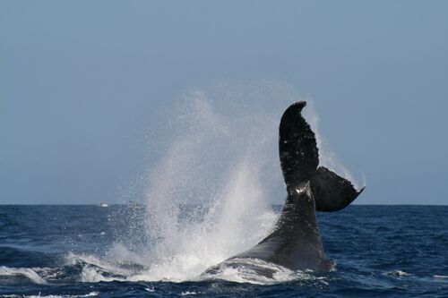 Les baleines