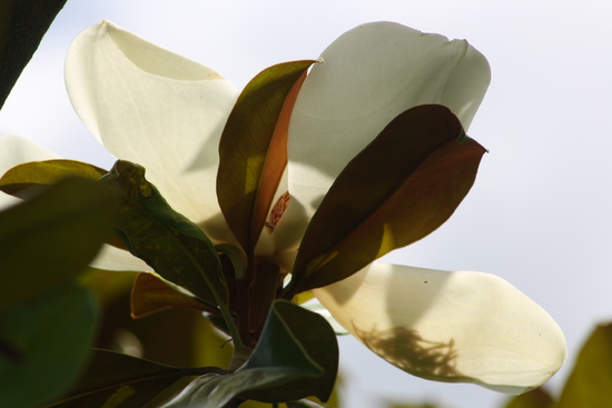 Belles fleurs de fin juin.