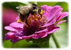 Bombus sylvarum, le bourdon forestier