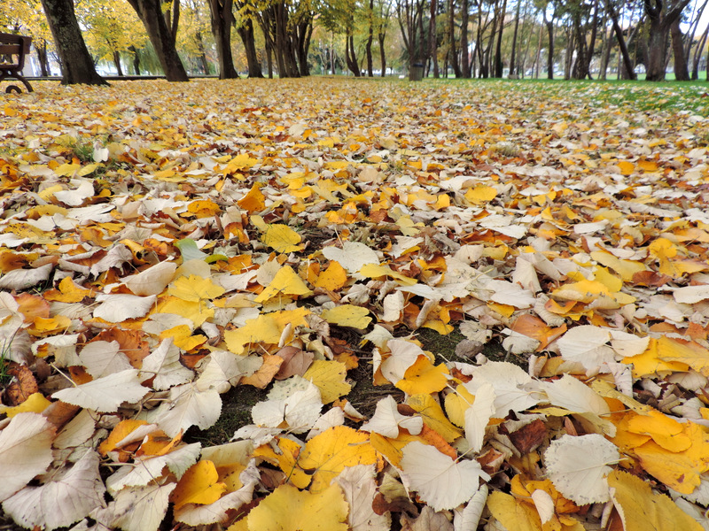 Le Parc Paysager en habits d'automne