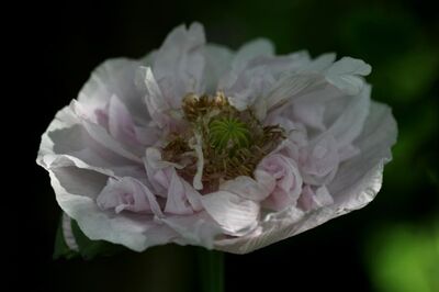 Papaver 2014 - 1 : Somniferum